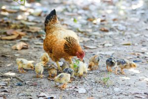 Can You Have Chickens In St Louis County 