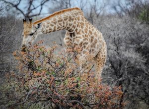 Only Spotless Reticulated Giraffe On Earth Born In Brights Zoo In Limestone, Tennessee. 