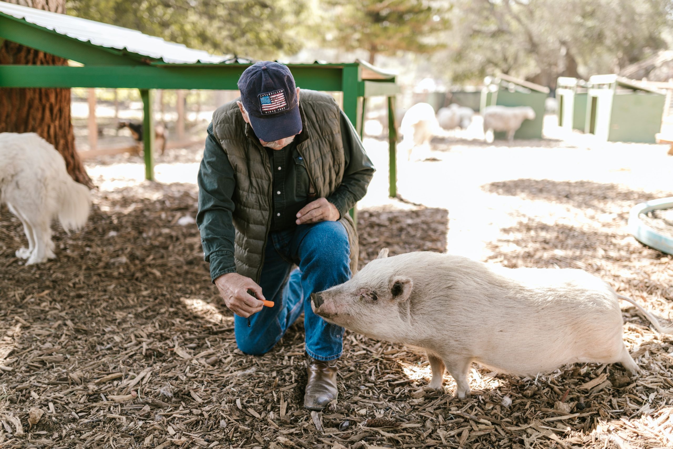 Can You Own A Pig In Missouri?