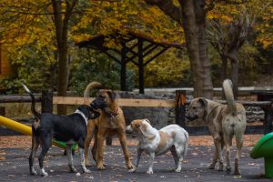 What Is The Law On Trespassing Dogs In Missouri