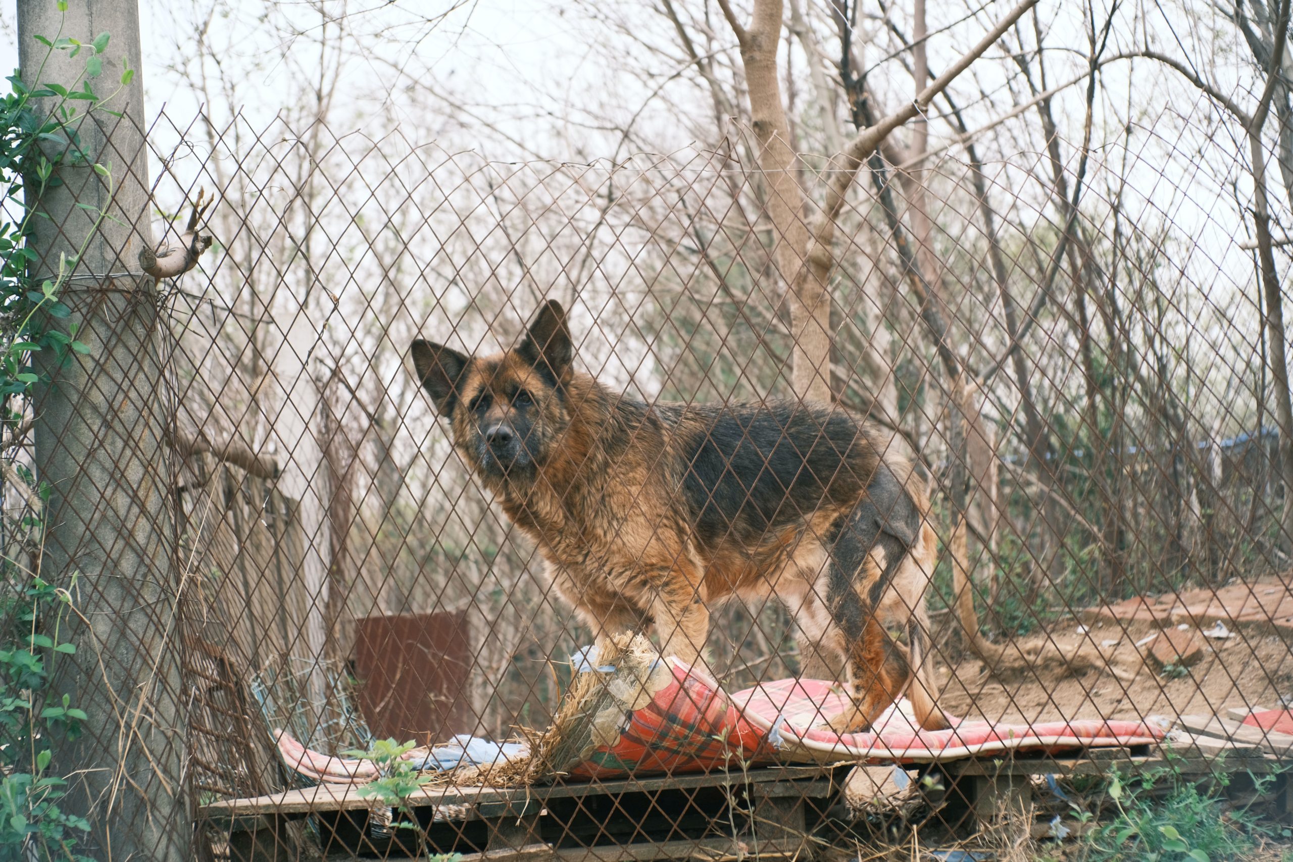 How Long Before A Pet Is Considered Abandoned In Missouri?