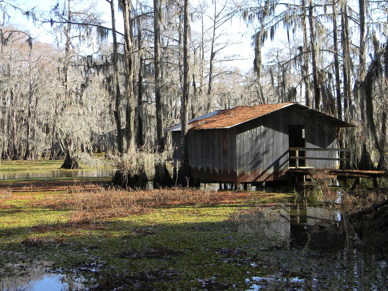 Are Cajuns Black