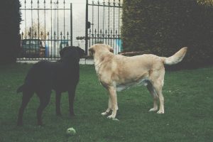 Accordion Gate For Dogs